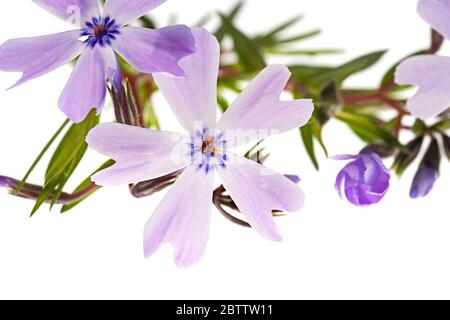 Ein Zweig schleichende Phlox (Phlox subulata) auf weißem Hintergrund Stockfoto