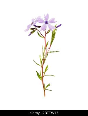 Ein Zweig schleichende Phlox (Phlox subulata) auf weißem Hintergrund Stockfoto