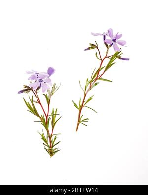 Ein Zweig schleichende Phlox (Phlox subulata) auf weißem Hintergrund Stockfoto
