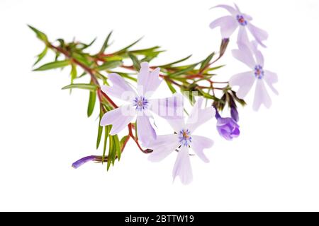 Ein Zweig schleichende Phlox (Phlox subulata) auf weißem Hintergrund Stockfoto