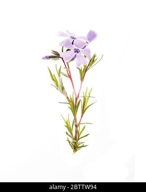 Ein Zweig schleichende Phlox (Phlox subulata) auf weißem Hintergrund Stockfoto
