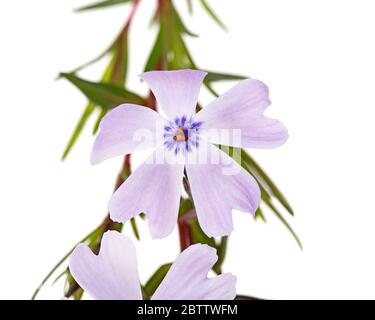 Ein Zweig schleichende Phlox (Phlox subulata) auf weißem Hintergrund Stockfoto