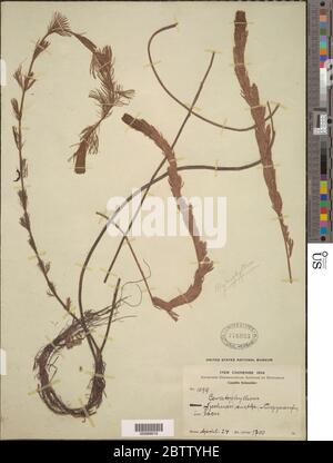 Myriophyllum sp. Stockfoto