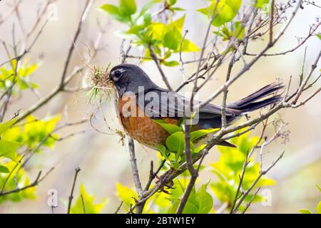 Ein erwachsener nordamerikanischer Robin, der im späten Frühjahr in Kanada Nistmaterial sammelt. Stockfoto