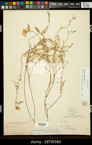 Oenothera speciosa Nutt. Stockfoto