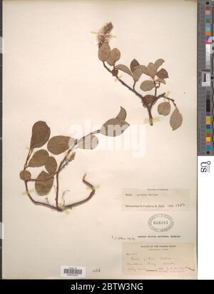 Salix Arctica Pall. Stockfoto