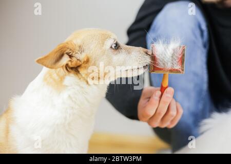 Kämmen eines Hundes Mantel. Hundehirstyling. Haustiere sind zu behandeln Stockfoto