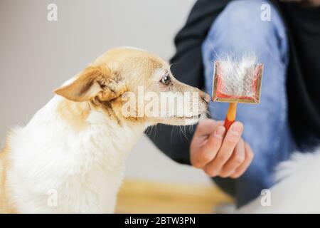 Kämmen eines Hundes Mantel. Hundehirstyling. Haustiere sind zu behandeln Stockfoto