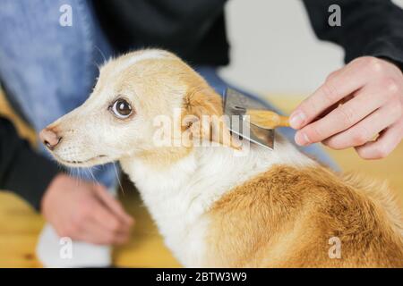 Kämmen eines Hundes Mantel. Hundehirstyling. Haustiere sind zu behandeln Stockfoto