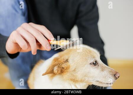 Kämmen eines Hundes Mantel. Hundehirstyling. Haustiere sind zu behandeln Stockfoto