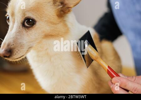 Kämmen eines Hundes Mantel. Hundehirstyling. Haustiere sind zu behandeln Stockfoto