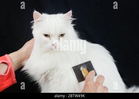 Katzenkämmerung. Langes Haar, Katzenhaare. Haustiere sind zu behandeln Stockfoto