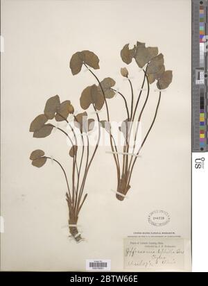 Jeffersonia diphylla L Pers. Stockfoto