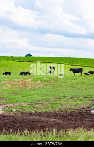 Feld von Gras Land und sanften Hügeln, mit Kühen Weiden in der Weide punktiert. Stockfoto
