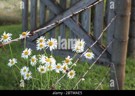 Wilde Ochsenaugen-Gänseblümchen wachsen inmitten von Stacheldraht durch ein hölzernes Landtor, Konzept für Landleben, Frühling, Wildblumen, einfaches Leben, Minimalismus Stockfoto