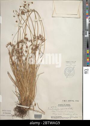 Fimbristylis cymosa Aiton. Stockfoto