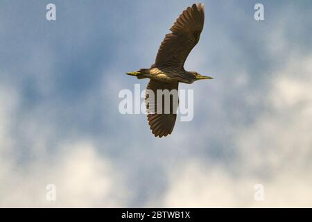 Schwarz gekrönter Nachtreiher mit ausgestreckten Flügeln von unten gesehen, der über Maui fliegt. Stockfoto