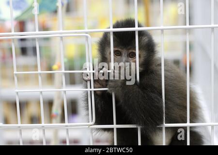 Baby Affe in einem Käfig mit Blick auf die Kamera, traurig. Ein verletzlicher gerettete Jungtiere robuste Kapuzineraffen (Sapajus specie). Wildes Tier domestiziert, Haustier. Stockfoto