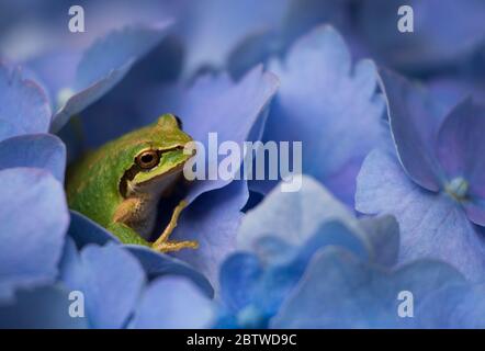 Ein kleiner, junger grüner pazifischer Baumfrosch ruht in einem Hortensienbusch Stockfoto