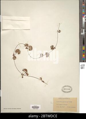 Centella asiatica L Urb. Stockfoto