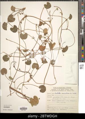 Centella asiatica L Urb. 10. Januar 20191 Stockfoto