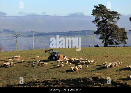 Füttern Schafe, Neuseeland Stockfoto