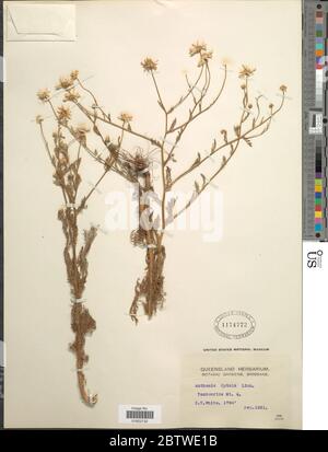 Anthemis cotula L. Stockfoto