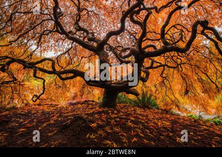 Unterseite eines schönen, lebendigen japanischen Ahorn im Herbst im Kubota Garden in Seattle, WA Stockfoto