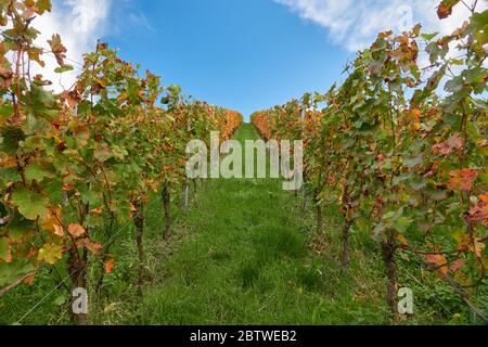 Symmetrischer Blick zwischen den Reben in Richtung des blauen Herbsthimmels in Stetten, Deutschland. Stockfoto