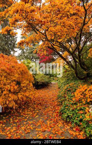 Im Herbst im Kubota Garden in Seattle, WA, blühen orange-japanische Ahornbäume Stockfoto