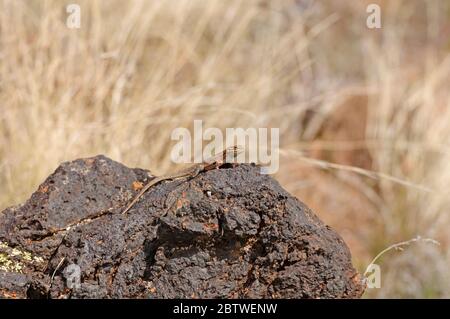 Seitlich verblottete Lizard im Snow Canyon State Park in Utah Stockfoto