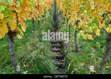 Schmale graue Treppe führt steil zwischen rot grünen Reben. Am Weinberg im Remstal. Eines Herbstmorgen, Deutschland. Stockfoto