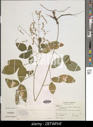 Desmodium sp. Stockfoto