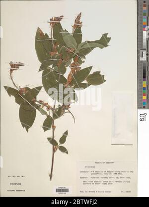 Desmodium sp. Stockfoto