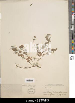 Desmodium sp. Stockfoto