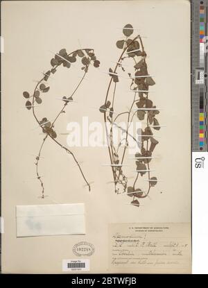 Desmodium sp. Stockfoto