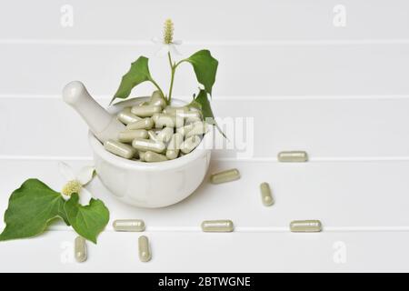 Kräutermedizin in Kapseln von Houttuynia cordata oder Chamäleon Fisch Minzblatt auf weißem Hintergrund. Mit Kopierraum für medizinischen Hintergrund, gesund Stockfoto