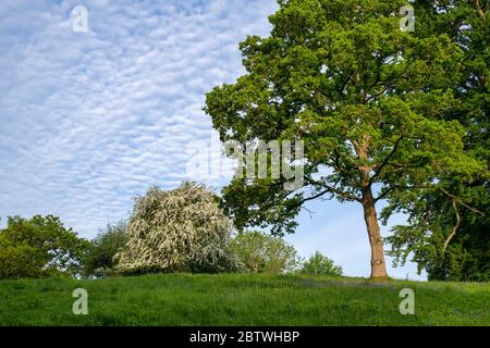 Crataegus monogyna. Weißdornbaum im Frühling im Schlosspark Blenheim. Oxfordshire, England Stockfoto