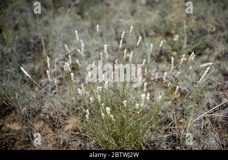 Polygala alba Nutt. Stockfoto
