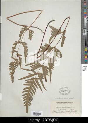 Pteris semipinnata L. Stockfoto