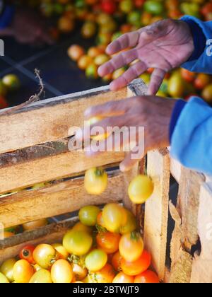 Die Arbeiter packen Tomaten in eine Schachtel, bevor sie auf den Markt gebracht werden Stockfoto