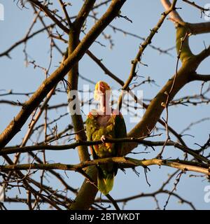 Gelber amazonas (luteum caput amazonidum lunatis) mit kahlem Hals, sitzt auf EINEM Baum an EINEM sonnigen Aprilmorgen in Stuttgart Stockfoto