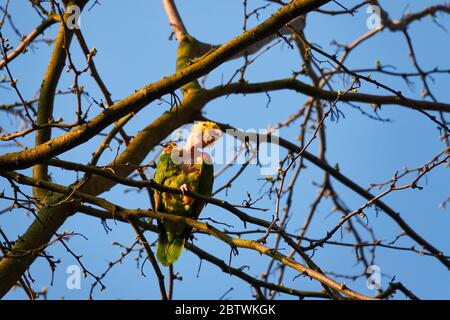 Gelber amazonas (luteum caput amazonidum lunatis) mit kahlem Hals, sitzt auf EINEM Baum an EINEM sonnigen Aprilmorgen in Stuttgart Stockfoto