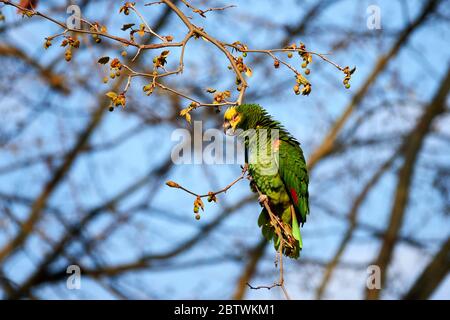 Gelber amazonas-Kopf ( luteum caput amazonidum lunatis ) Stockfoto