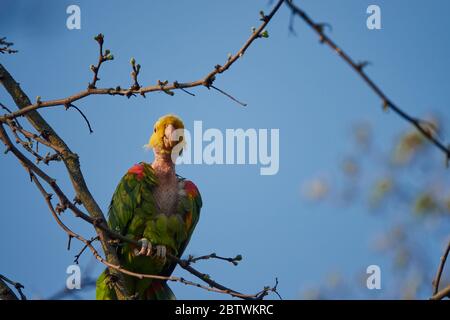 Gelber amazonas (luteum caput amazonidum lunatis) mit kahlem Hals, sitzt auf EINEM Baum an EINEM sonnigen Aprilmorgen in Stuttgart Stockfoto