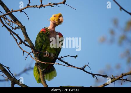 Gelber amazonas (luteum caput amazonidum lunatis) mit kahlem Hals, sitzt auf EINEM Baum an EINEM sonnigen Aprilmorgen in Stuttgart Stockfoto