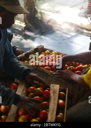 29. April 2019 - Kedri, Indonesien: Arbeiter packen Tomaten in eine Kiste, bevor sie auf den Markt gebracht werden Stockfoto