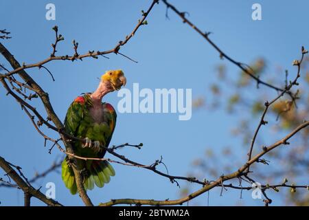 Gelber amazonas (luteum caput amazonidum lunatis) mit kahlem Hals, sitzt auf EINEM Baum an EINEM sonnigen Aprilmorgen in Stuttgart Stockfoto