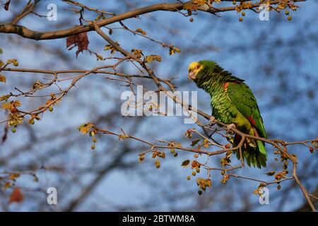 Gelber amazonas-Kopf ( luteum caput amazonidum lunatis ) Stockfoto