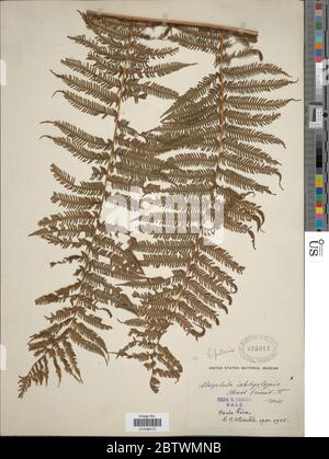 Cyathea bicrenata Liebm. Stockfoto